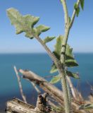 Sisymbrium orientale