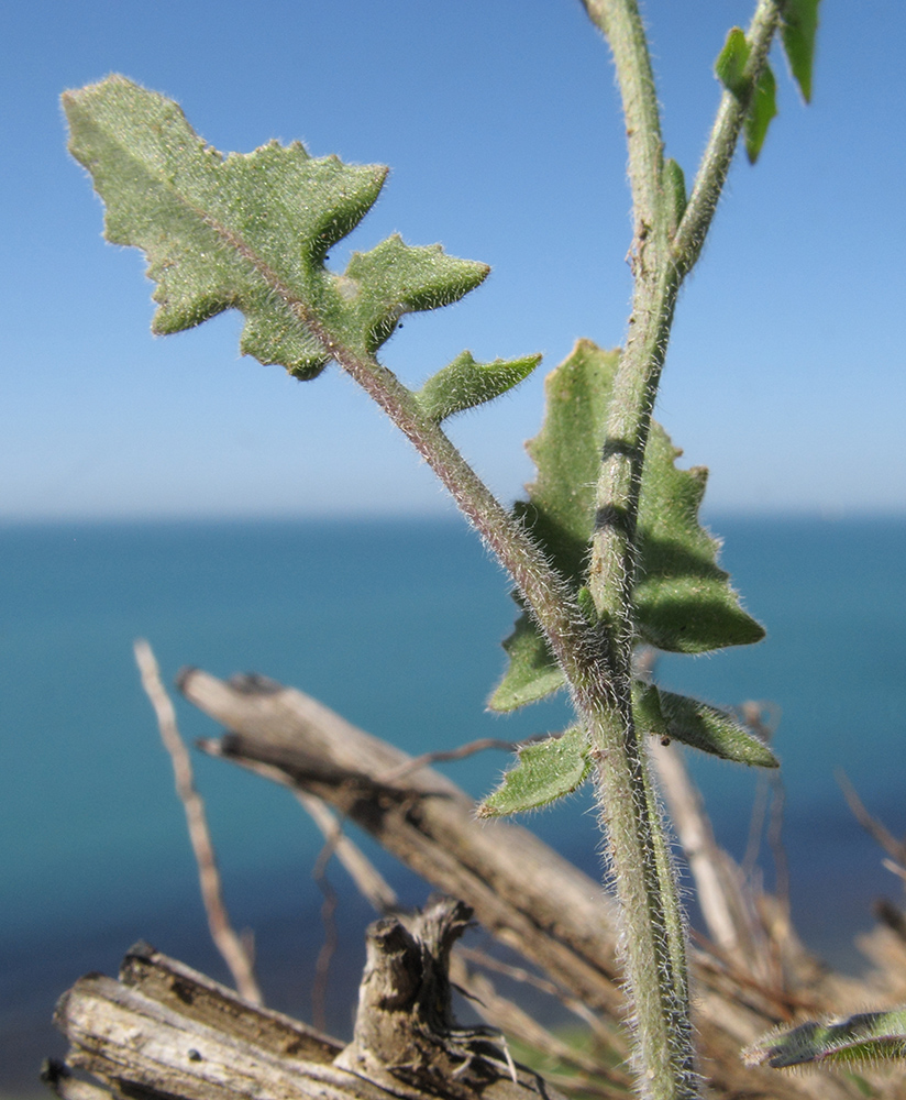 Image of Sisymbrium orientale specimen.