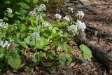 Pachyphragma macrophyllum. Цветущие растения. Санкт-Петербург, ботанический сад БИН РАН, в культуре. 22.05.2017.