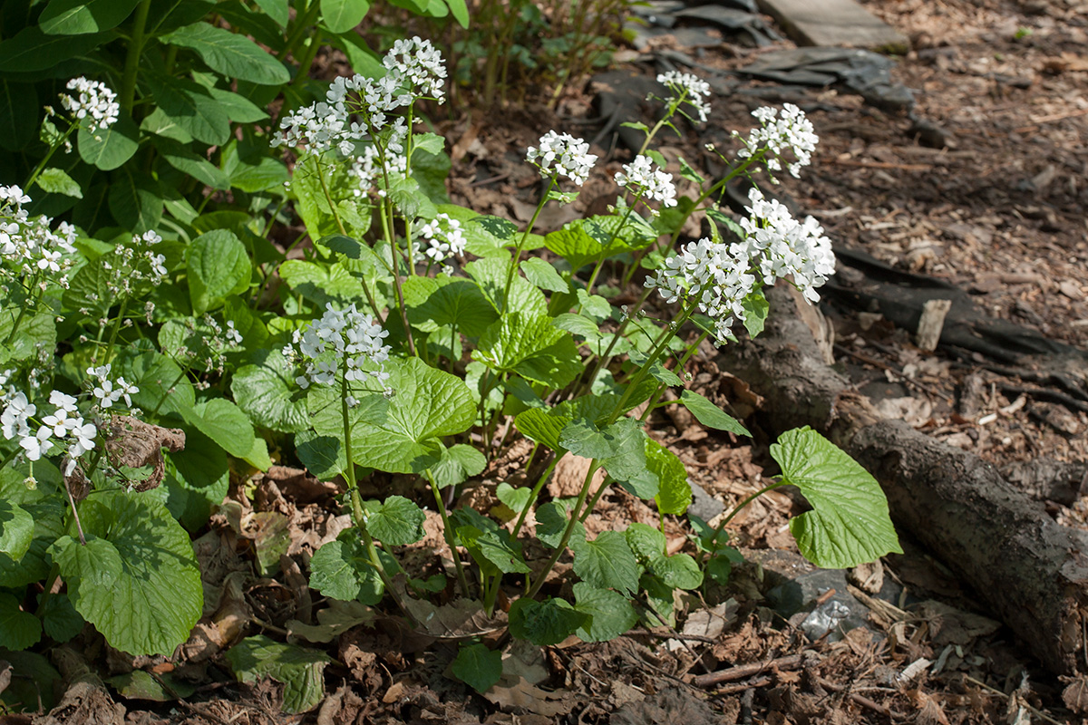 Изображение особи Pachyphragma macrophyllum.