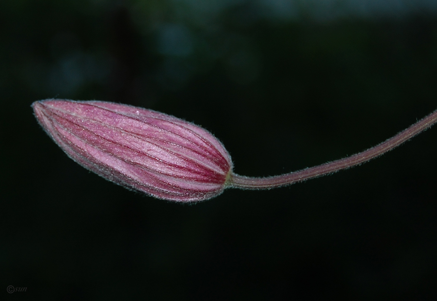 Image of Clematis &times; jackmanii specimen.