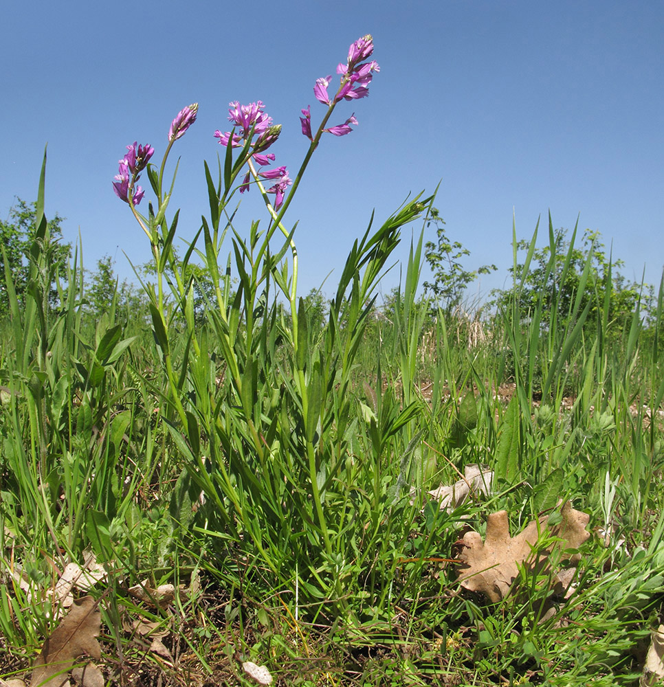 Изображение особи Polygala major.