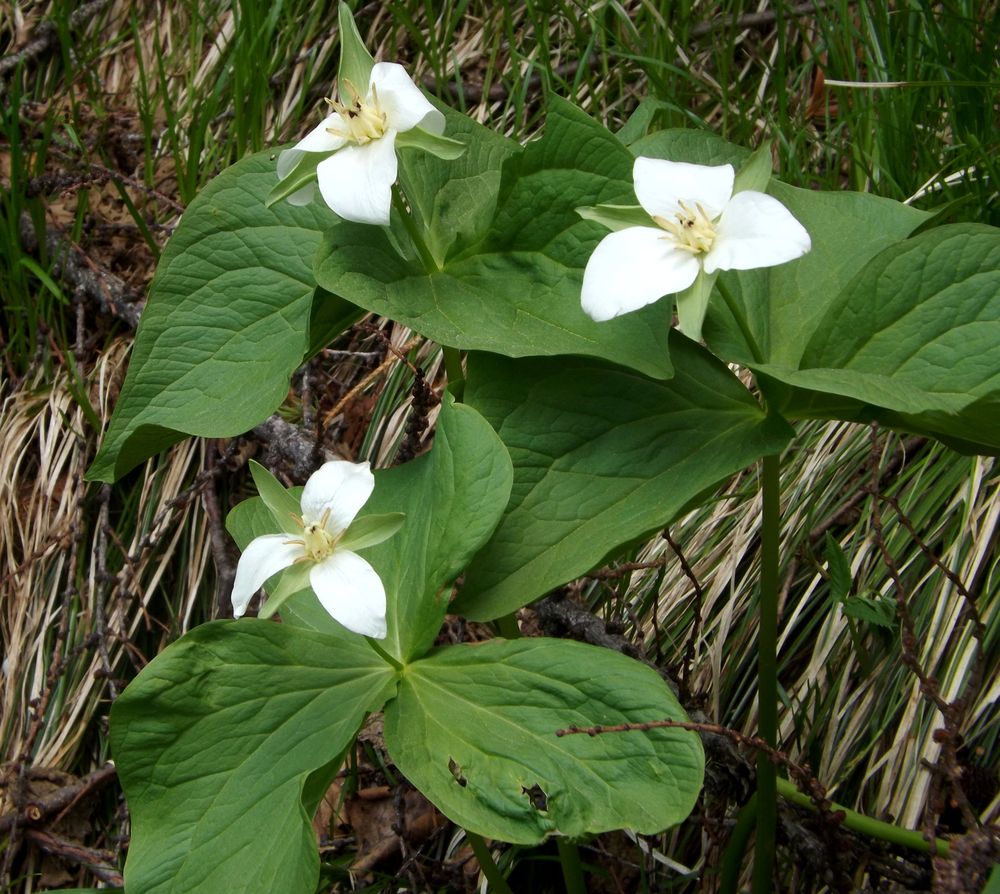 Изображение особи Trillium camschatcense.