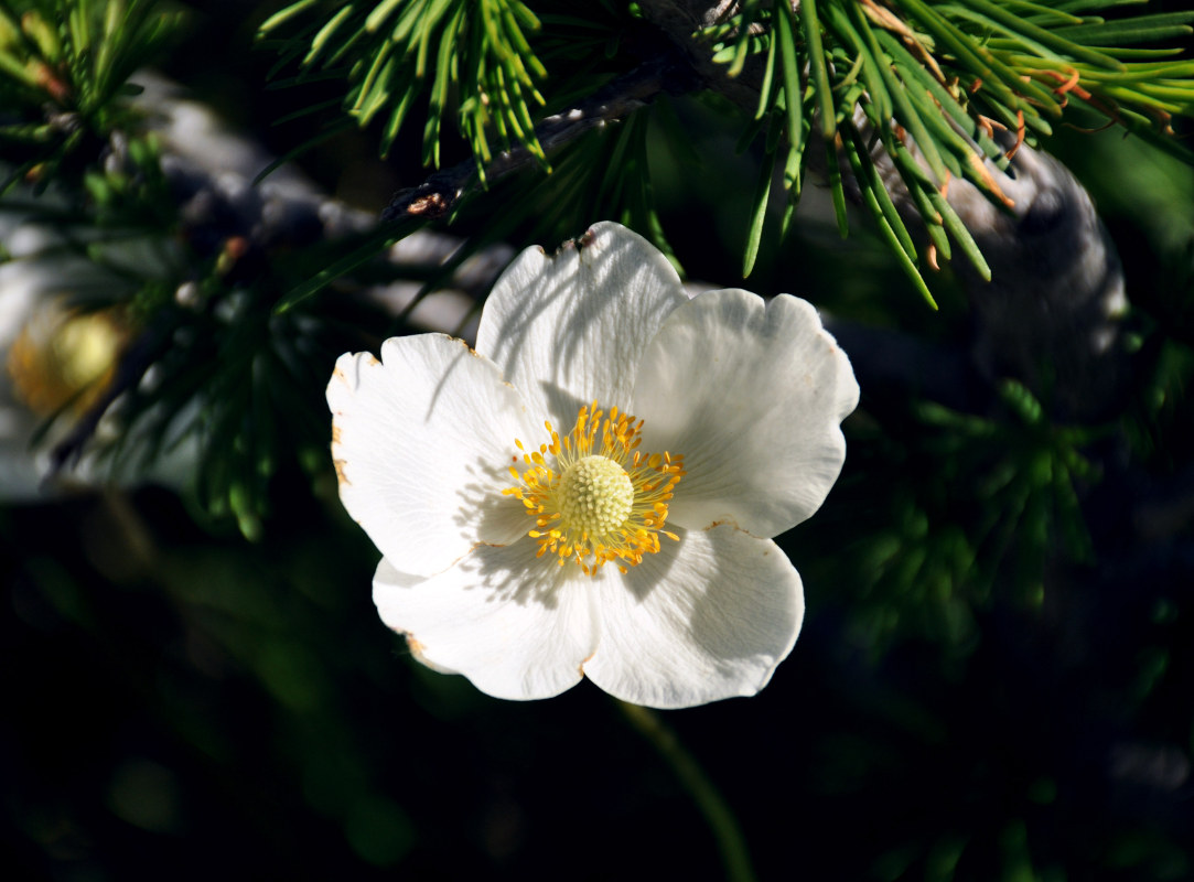 Изображение особи Anemone sylvestris.