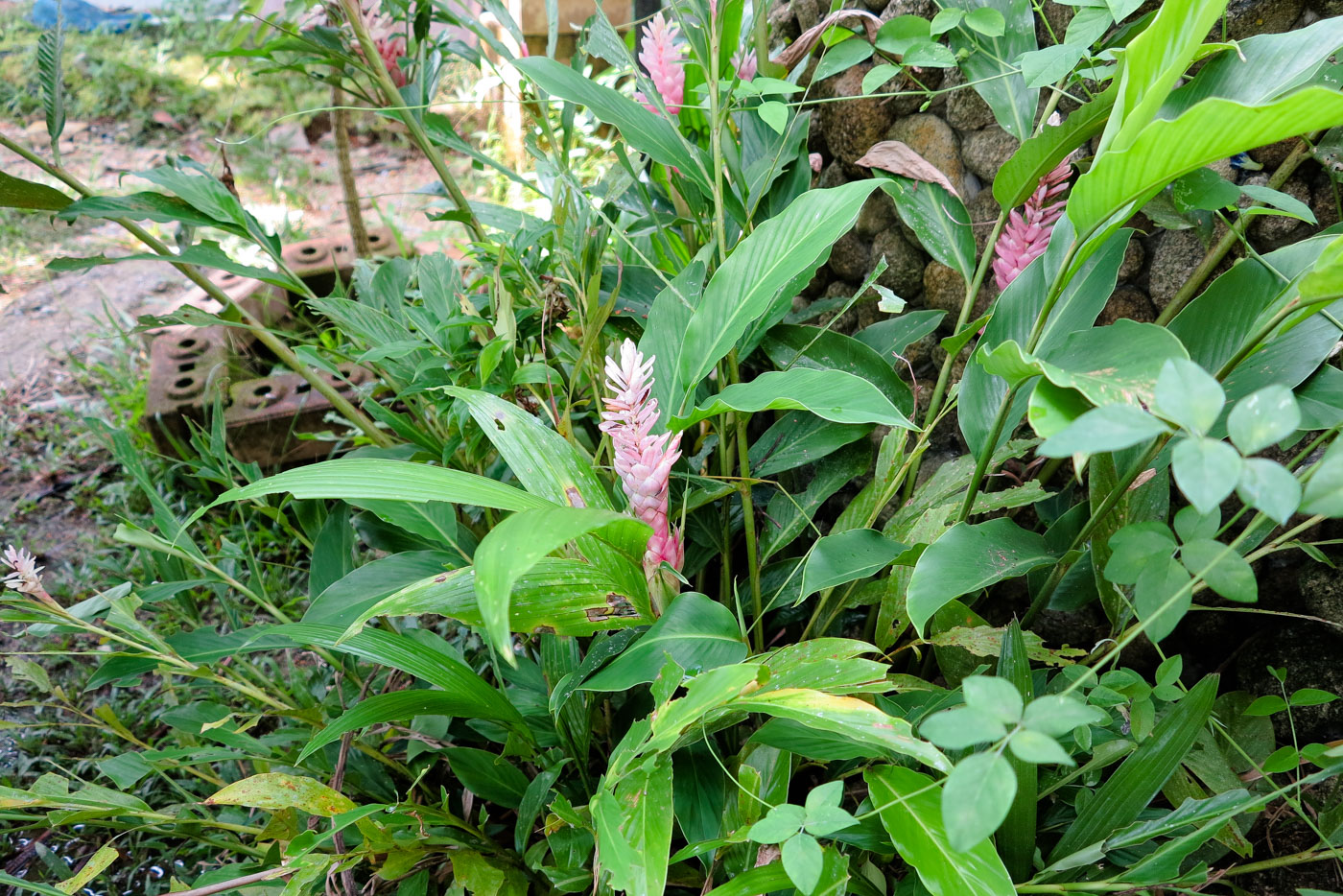Image of Alpinia purpurata specimen.