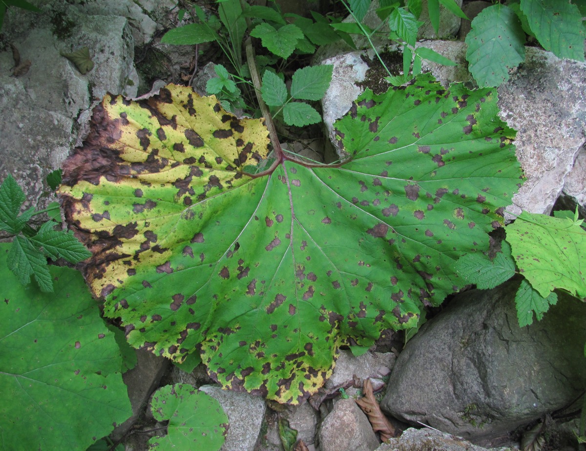 Изображение особи Petasites hybridus.