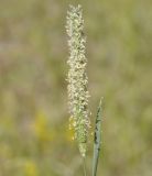 Phleum nodosum