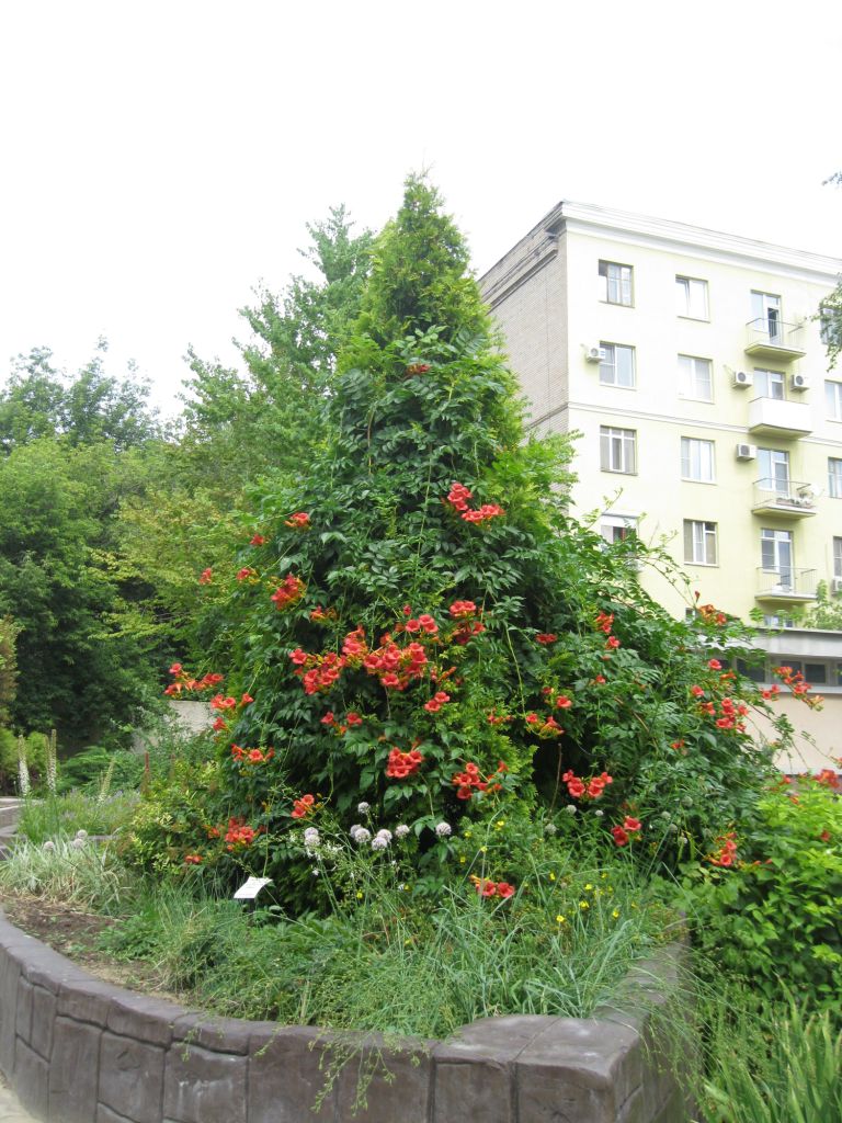 Image of Campsis radicans specimen.