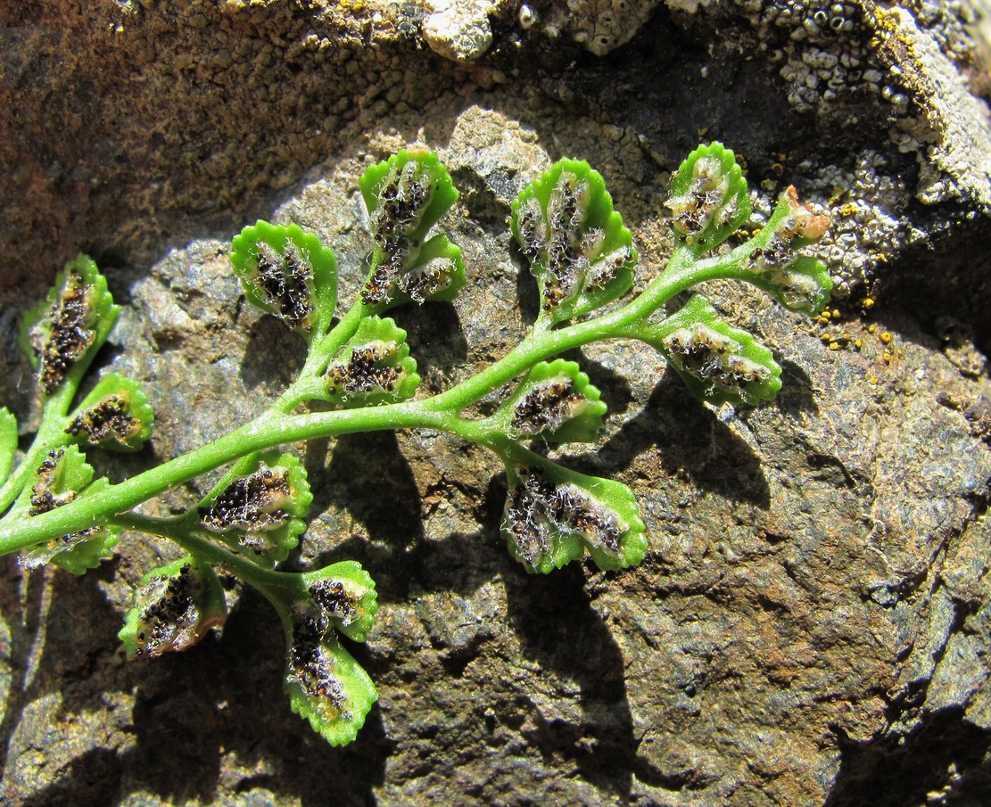 Изображение особи Asplenium ruta-muraria.