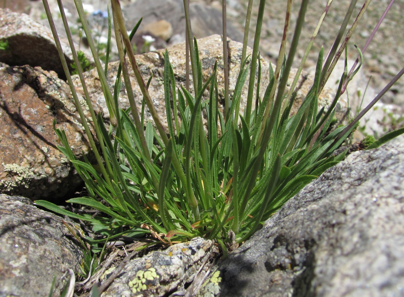 Изображение особи Silene saxatilis.
