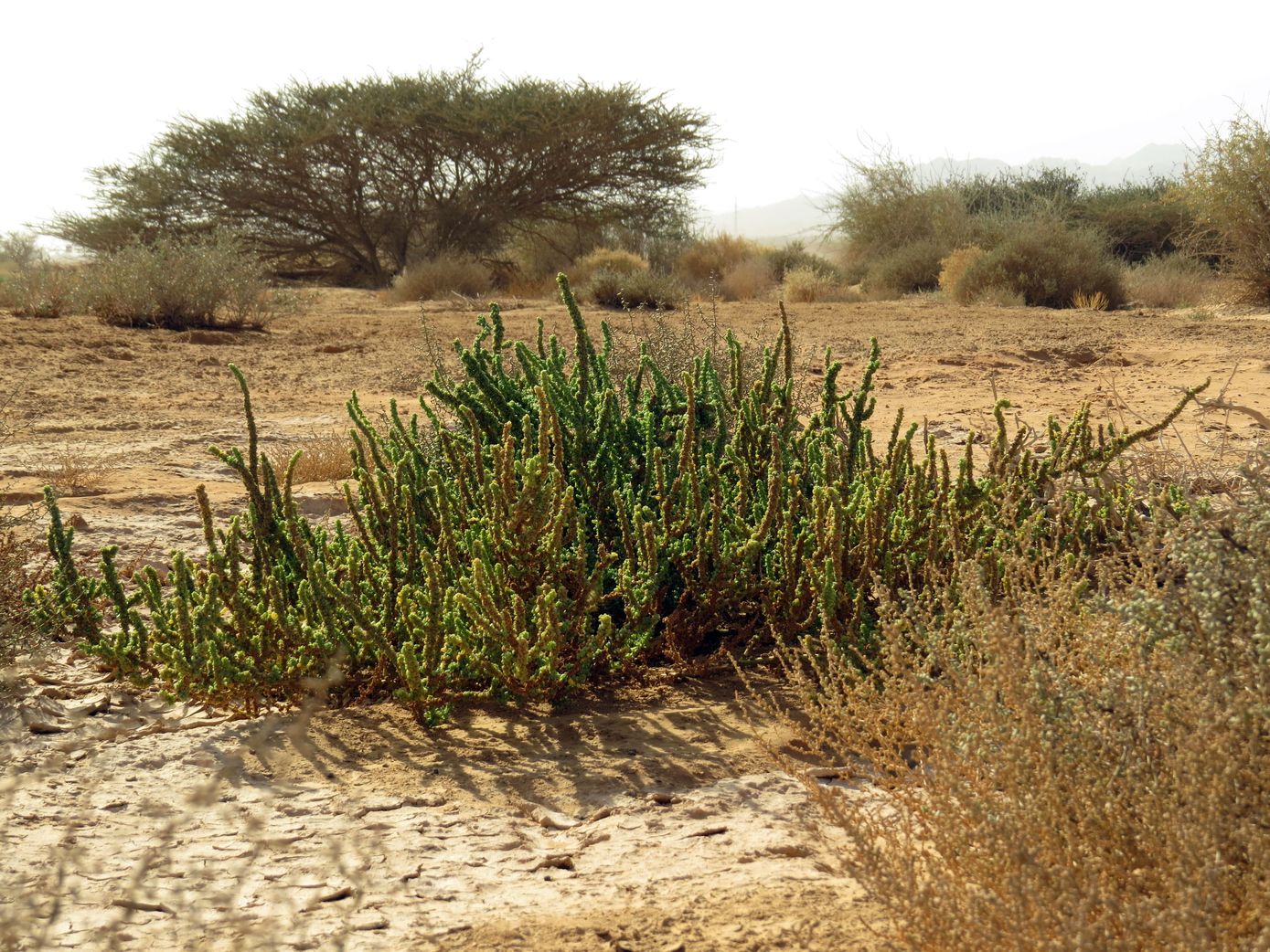 Image of Suaeda aegyptiaca specimen.