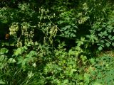 Thalictrum minus