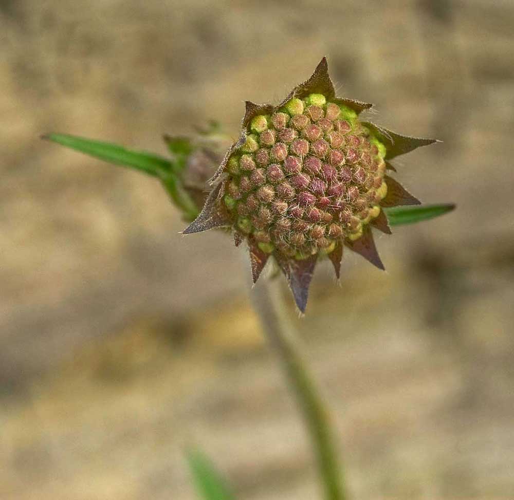 Image of Knautia arvensis specimen.