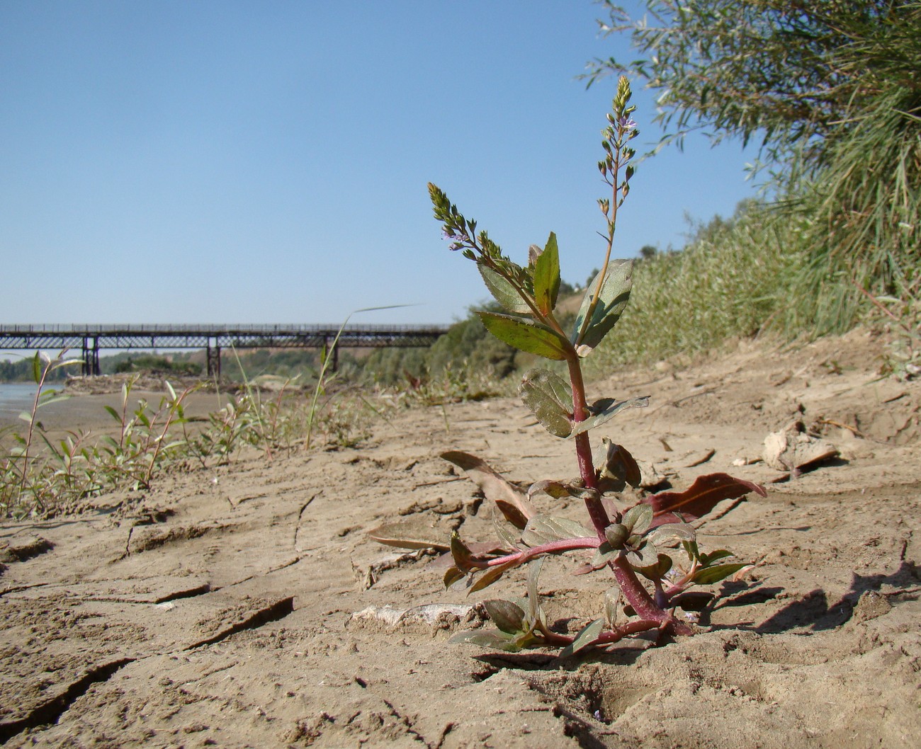 Image of Veronica anagallis-aquatica specimen.