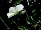 Viola fragrans. Цветок среди побегов Rhamnus saxatilis. Греция, о-в Крит, ном Ханья (Νομός Χανίων), дим Сфакион (Δήμος Σφακίων), горный массив Лефка Ори (Λευκά Όρη), ≈ 1800 м н.у.м., каменистая осыпь. 21 июня 2017 г.