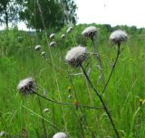 Carlina biebersteinii