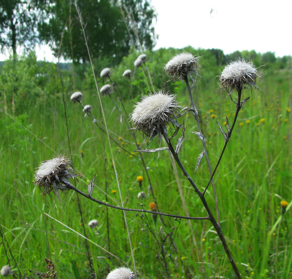 Image of Carlina biebersteinii specimen.