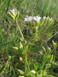 Dichodon viscidum. Цветущее растение. Крым, Керченский п-ов, степь в окр. с. Бондаренково. 1 мая 2010 г.