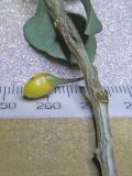 Lycium chinense