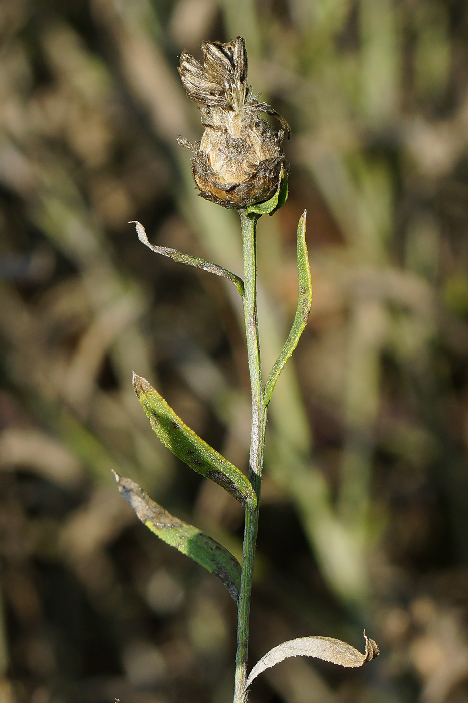 Image of Acroptilon repens specimen.