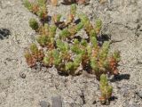 Sedum acre