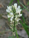 Oxytropis candicans