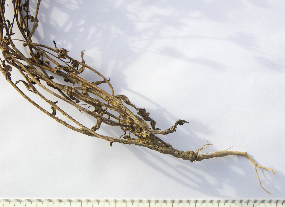 Image of Campanula hohenackeri specimen.