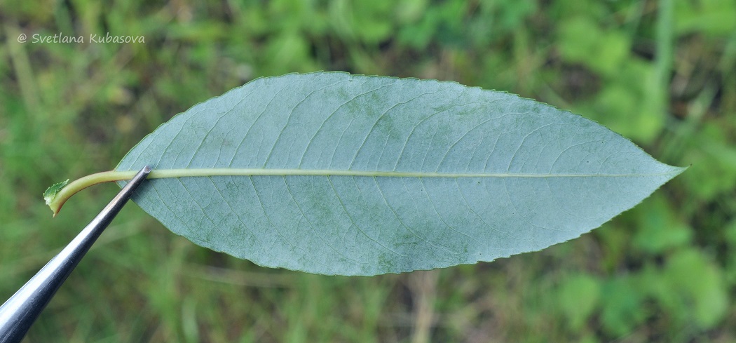 Image of Salix daphnoides specimen.