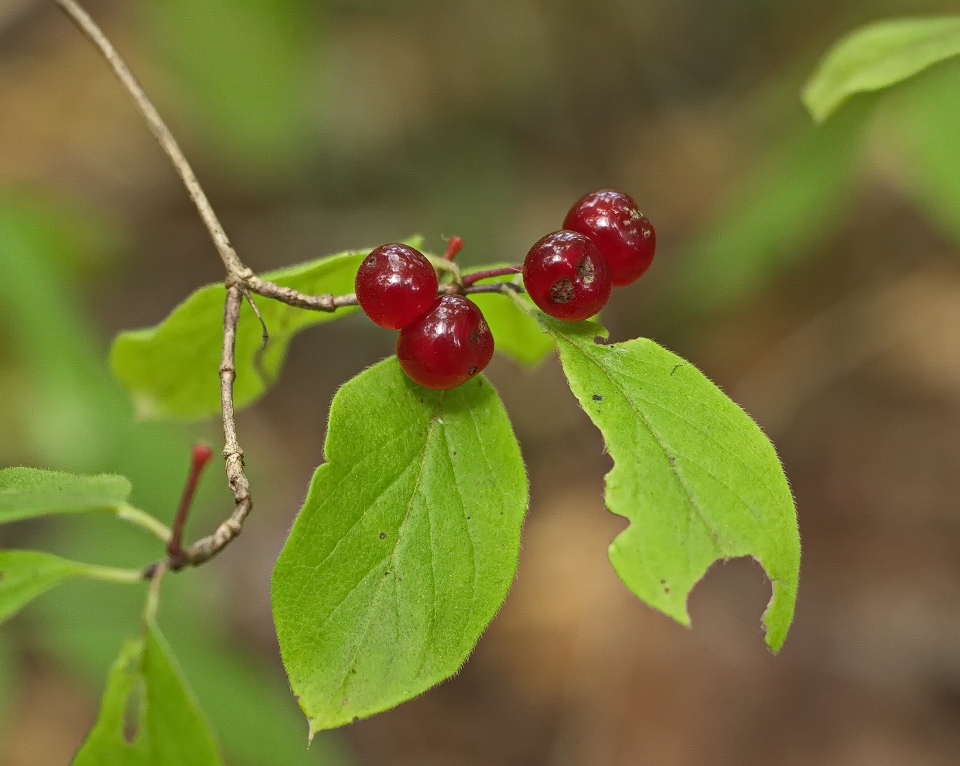 Изображение особи Lonicera xylosteum.