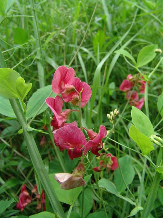 Изображение особи Lathyrus miniatus.