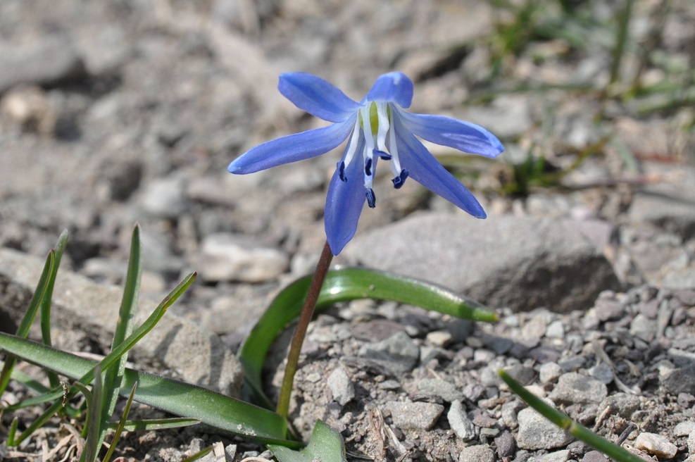 Image of Scilla siberica specimen.