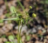 Ranunculus auricomus