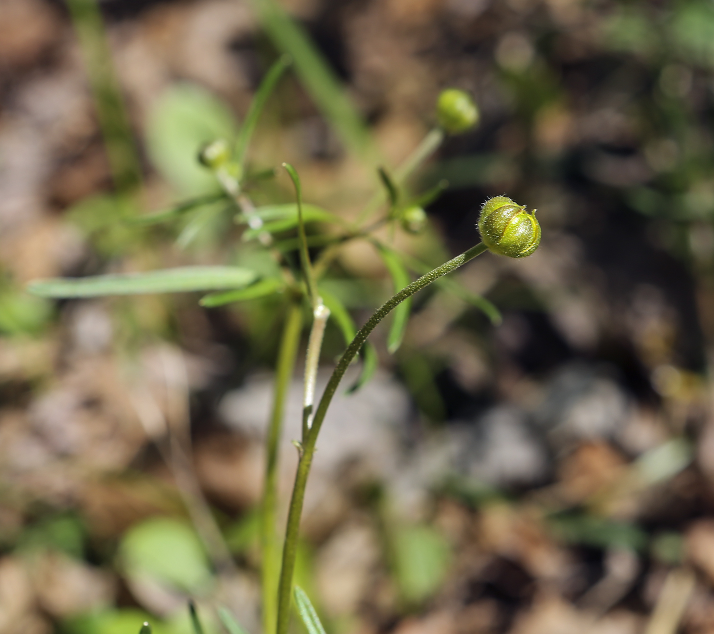 Image of Ranunculus auricomus specimen.