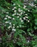 Pyrethrum parthenifolium. Цветущее растение. Адыгея, хребет Уна-Коз, ≈ 1000 м н.у.м., широколиственный лес. 02.07.2017.