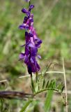 Vicia varia