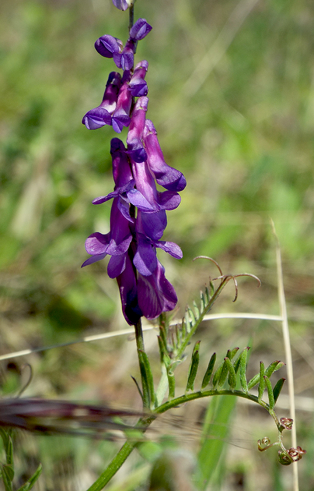 Изображение особи Vicia varia.
