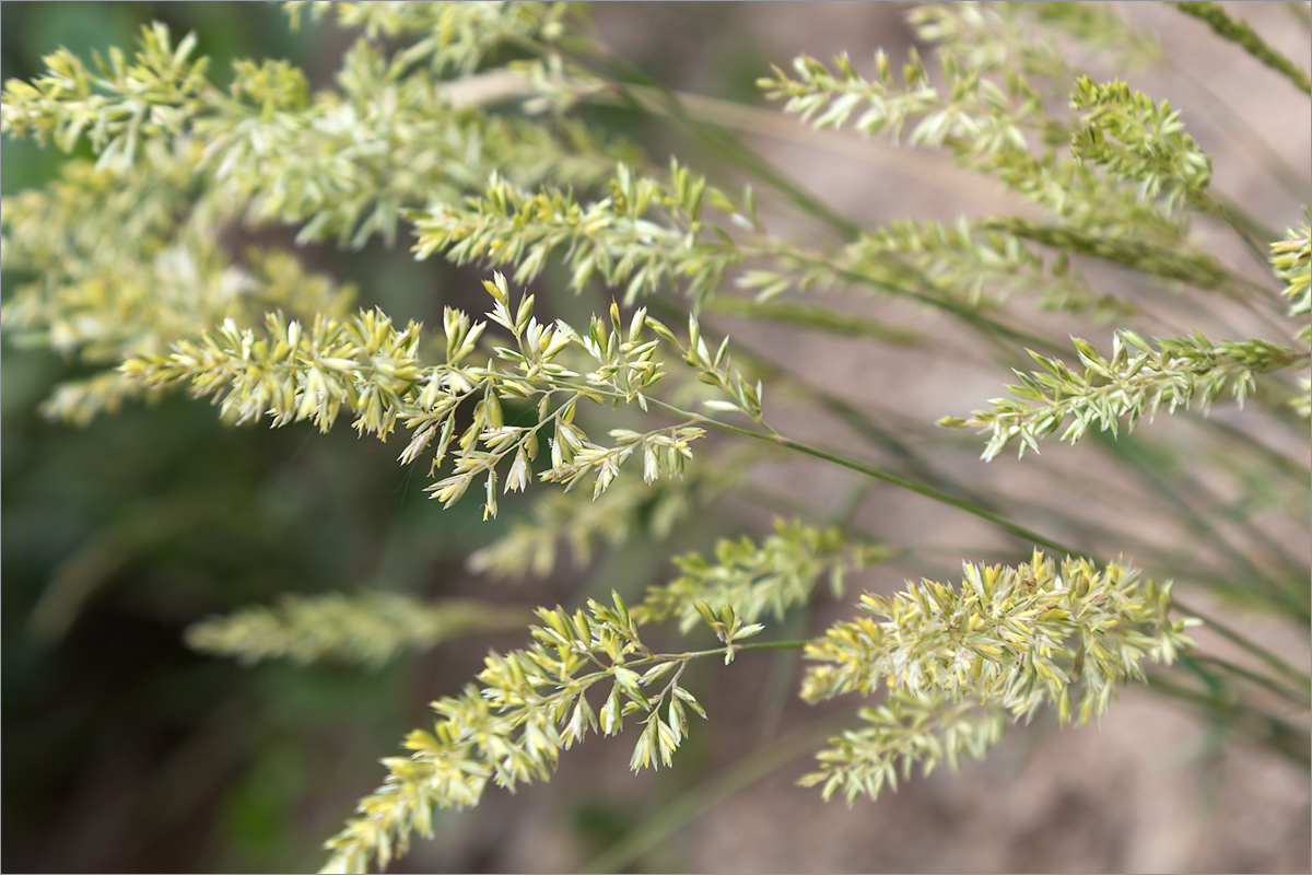 Image of Koeleria macrantha specimen.