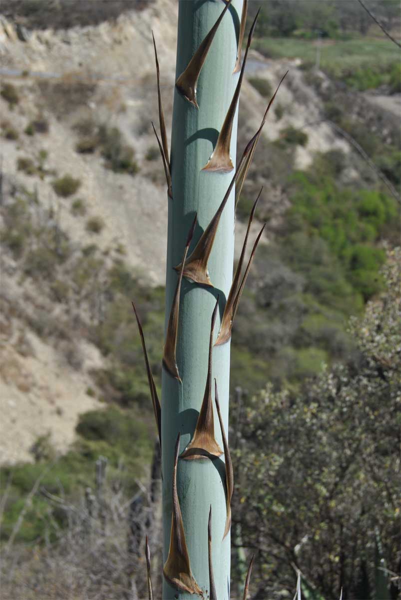 Image of Agave xylonacantha specimen.