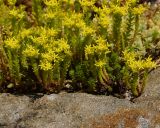 Sedum sexangulare