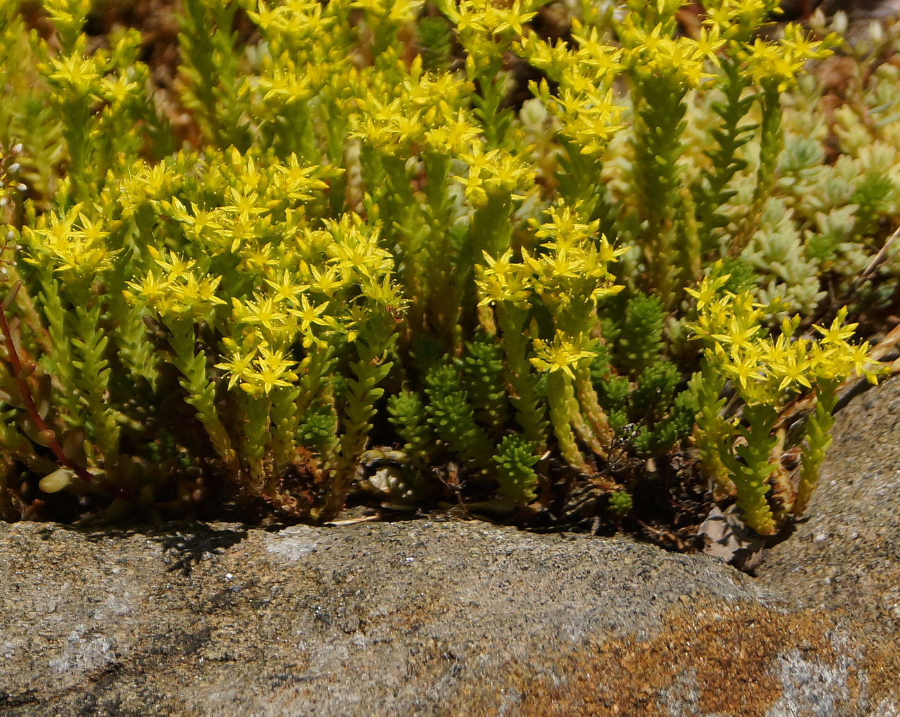 Изображение особи Sedum sexangulare.