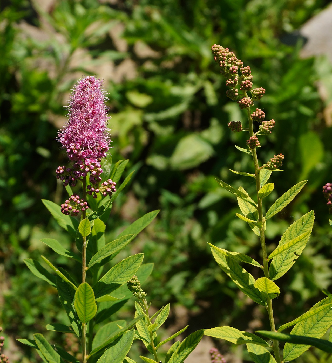 Image of Spiraea × billardii specimen.