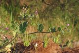 Erodium malacoides. Побег с цветками и плодами. Южный берег Крыма, пос. Симеиз, гора Кошка. 21.04.2018.