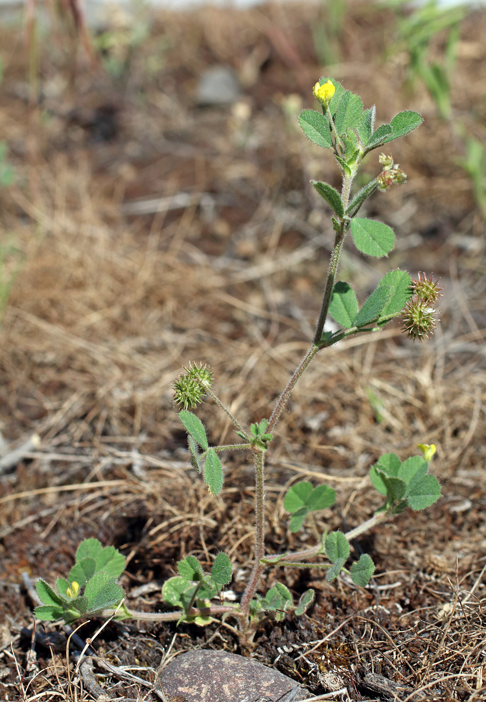 Изображение особи Medicago minima.