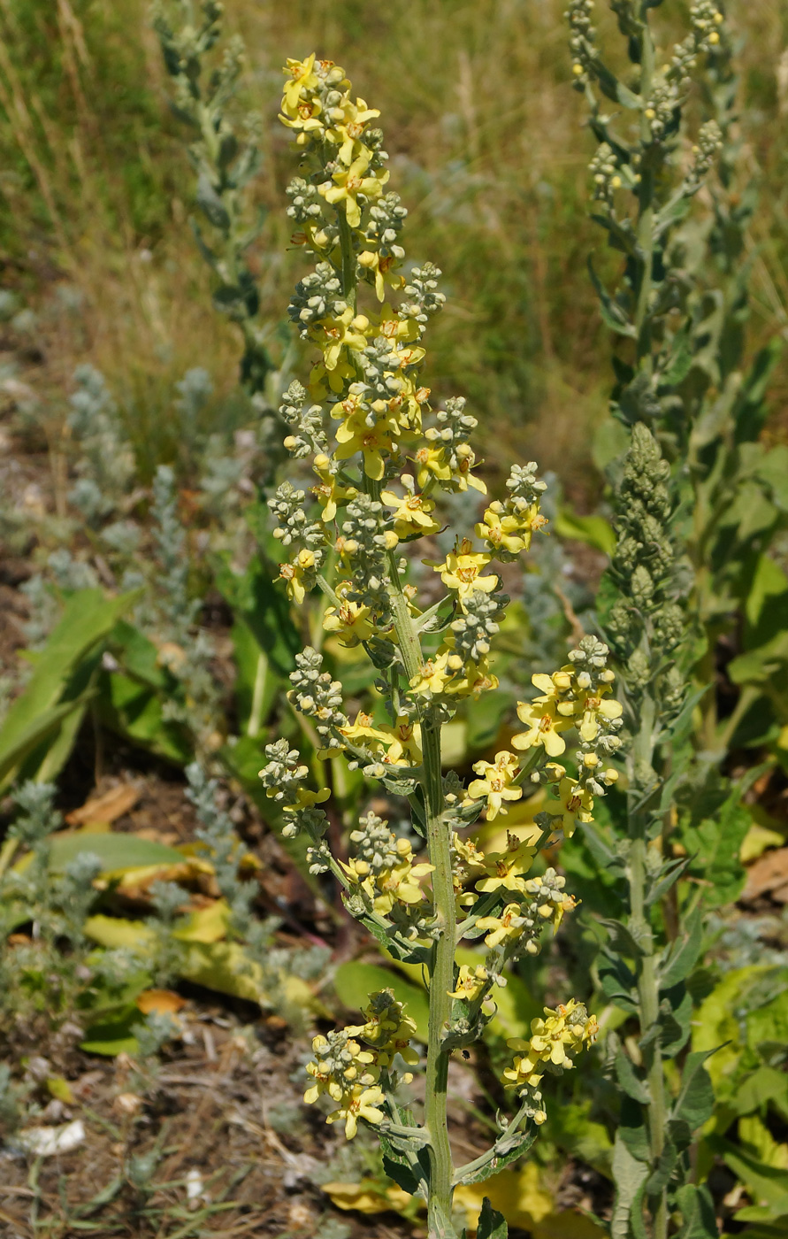 Изображение особи Verbascum lychnitis.