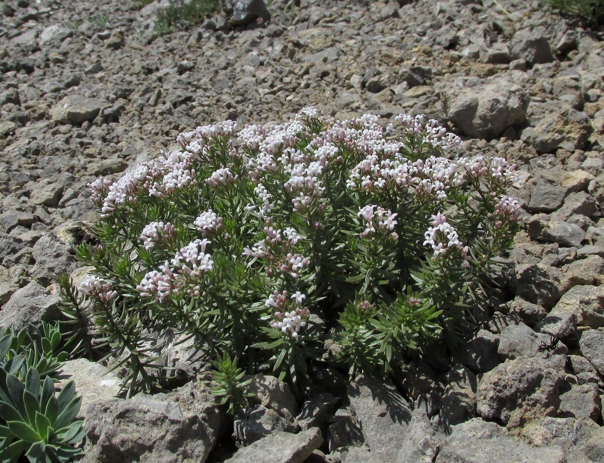 Изображение особи Asperula cretacea.