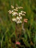 Filipendula vulgaris