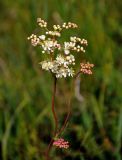 Filipendula vulgaris. Верхушки побегов с соцветиями. Тульская обл., Ефремовский р-н, долина р. Красивая Меча, разнотравная степь. 03.06.2018.