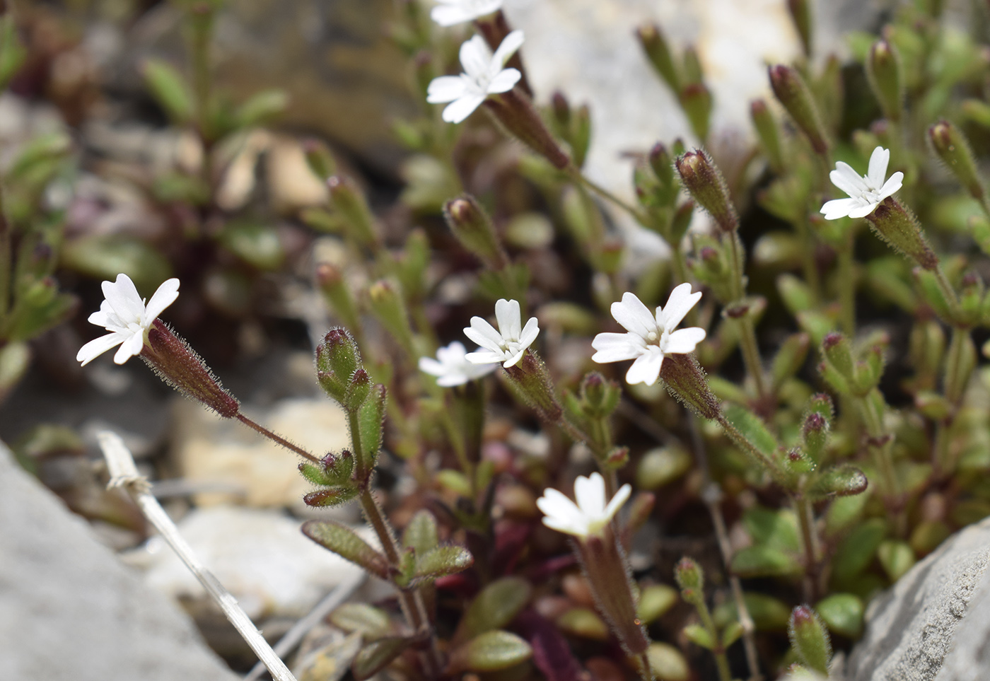 Изображение особи Silene sedoides.