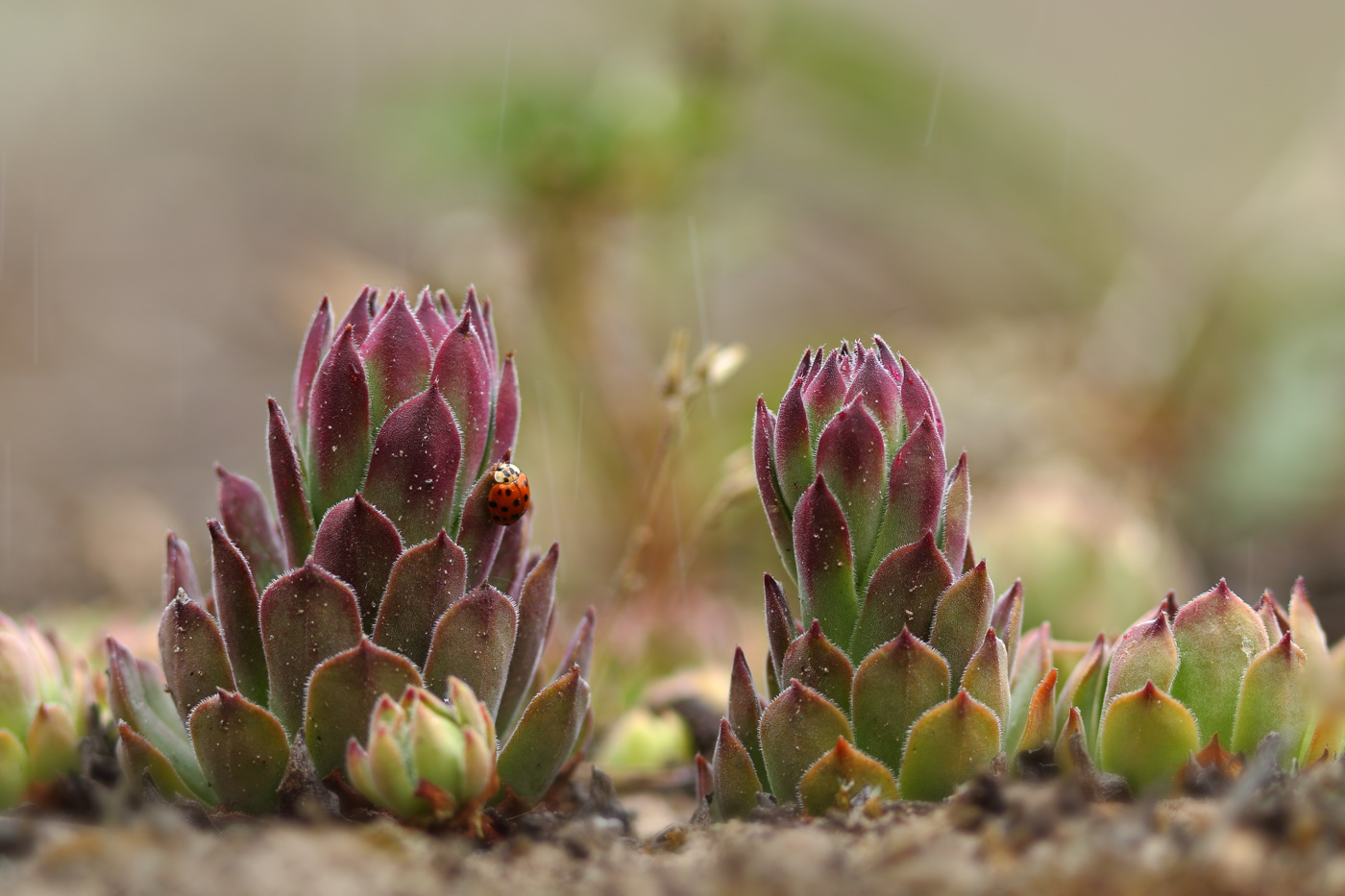 Image of Sempervivum ruthenicum specimen.