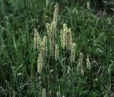 Phleum pratense. Верхушки побегов с соцветиями. Владимирская обл., Ковровский р-н, окр. дер. Митино, обочина дороги в сосновом лесу. 30.06.2018.